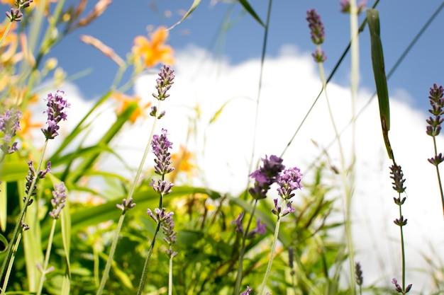 Field herbs