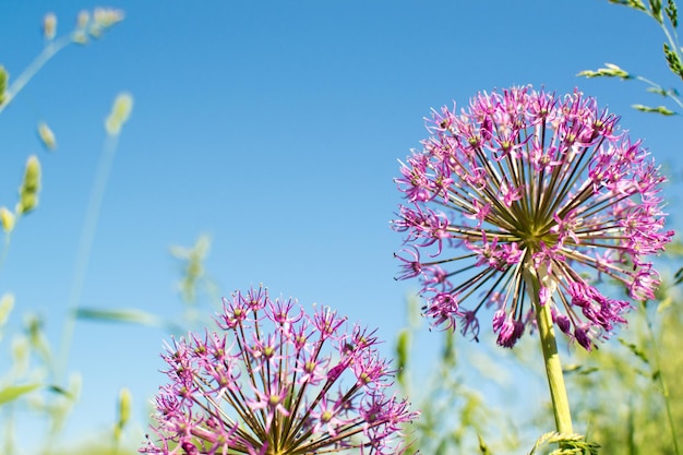 Field herbs