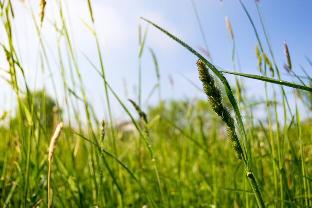 Field herbs