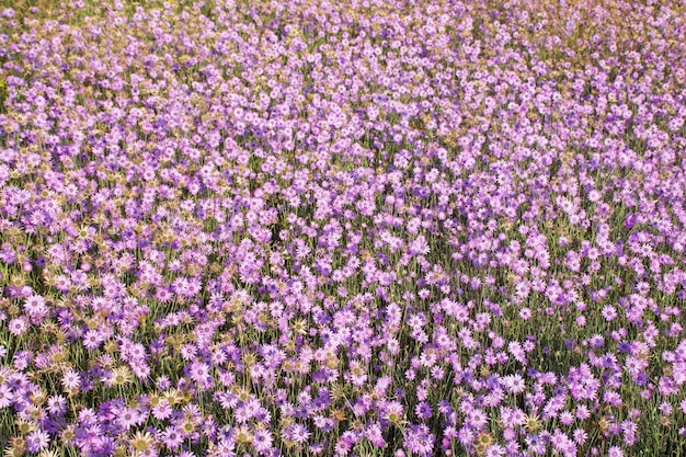 Field immortelle. Warm summer day with a bright glade