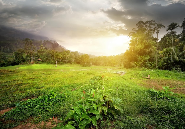 Field in jungles of Sri Lanka at cloudy sunset