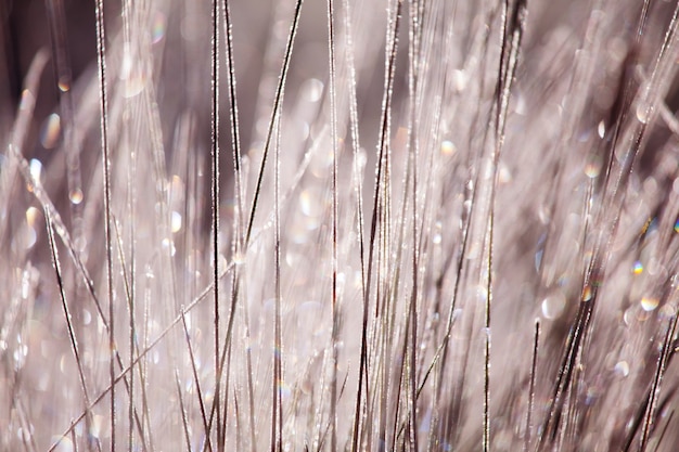 Field landscape on spring season