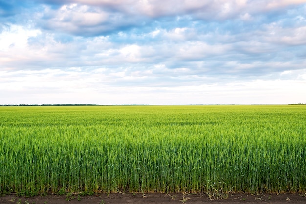 Field landscape