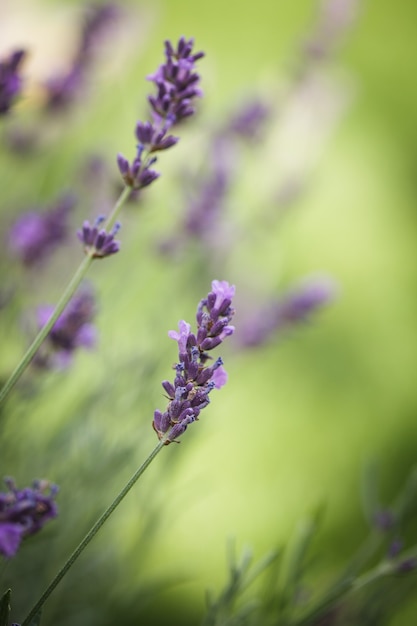 ぼやけた背景にラベンダーの花のクローズアップのフィールド