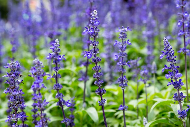 ぼやけた背景にラベンダーの花のクローズアップのフィールド