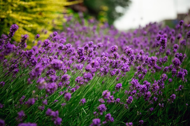 庭のラベンダーの花畑