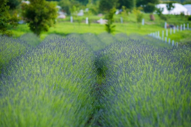 A field of lavender flowers with a tree in the background.