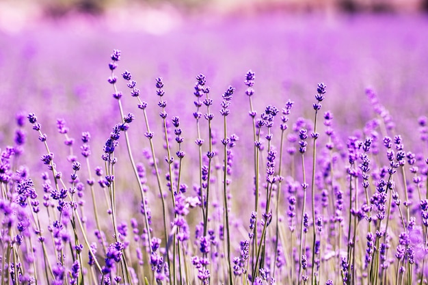 ラベンダーの花のフィールド