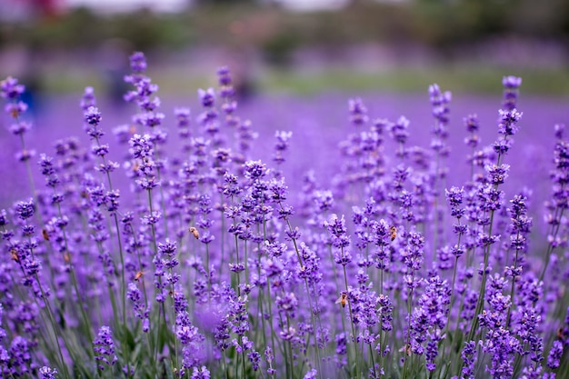 Field of lavender flowers