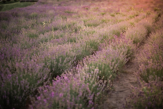 A field of lavender in the sunlight