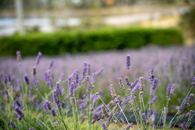 Photo a field of lavender that has the word  on it