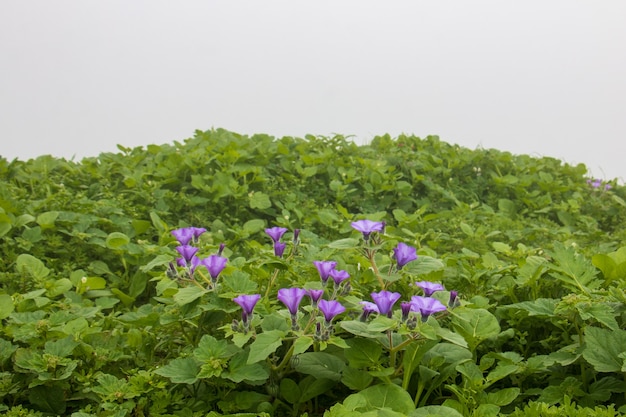 Field of lilac flowers and green leafy plants with cloudy and unfocused background