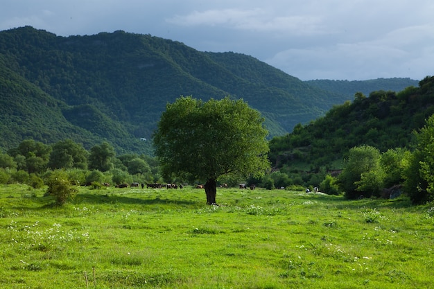 Field and lonely tree on the background of the forest