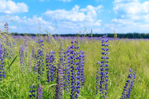 青い空の下のルピナスの花のフィールド。