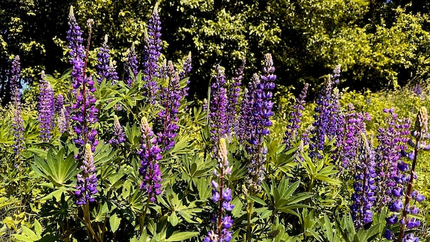 field of lupins