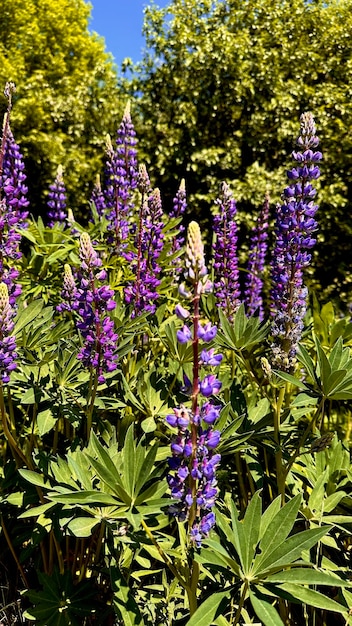 field of lupins