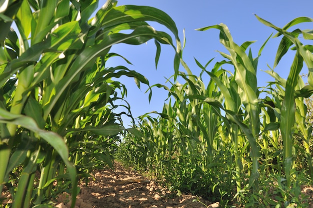 Field of maize