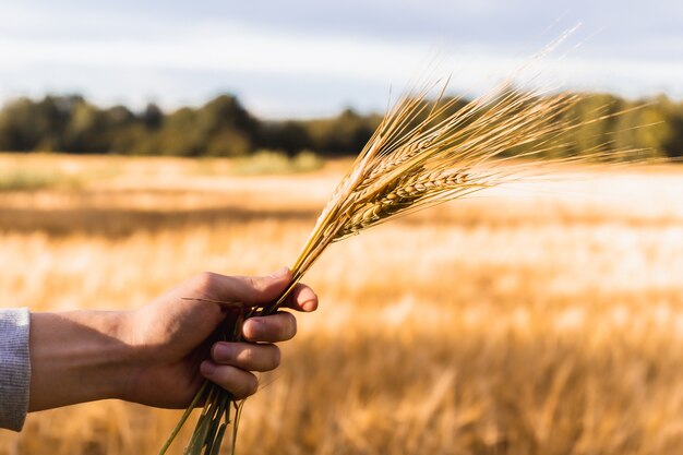 Above the field a man's hand holds a bunch of rye ears