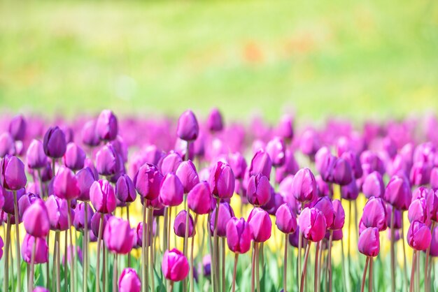 Field of many lilac tulips in the green park