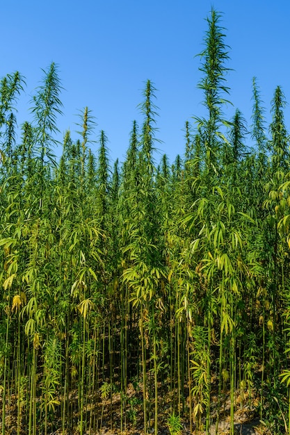 Field of the medical cannabis plant on summer