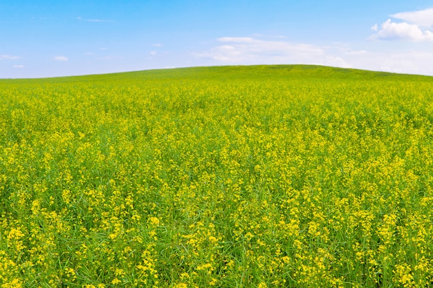 Field in minimal style in the summer field