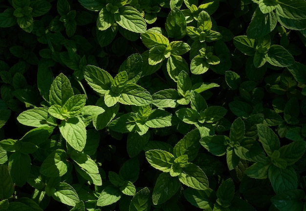 A field of mint with a green leaf