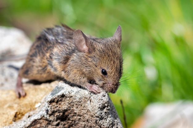 草の間の石の上の野原の野ネズミ