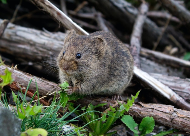 Photo field mouse