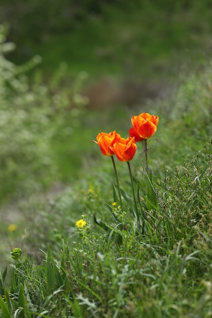 field of multicolored tulips pattern of spring flowers