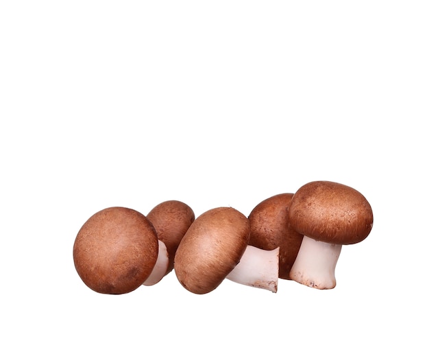 Field mushroom isolated over white