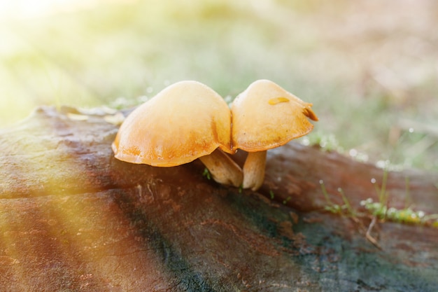 Field mushrooms growing on a trunk