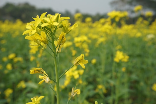 バングラデシュの菜の花