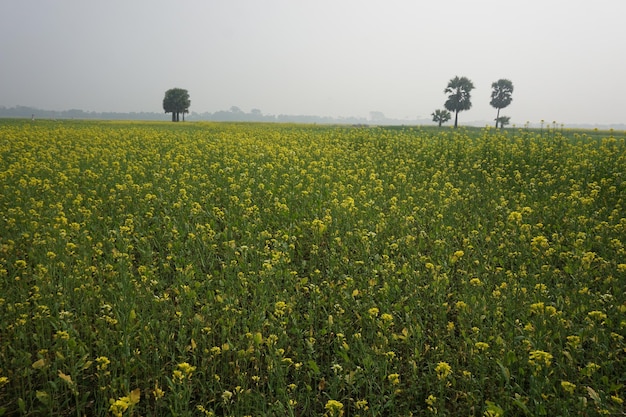 Field mustard in Bangladesh