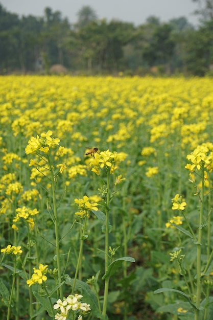 Photo field mustard in bangladesh