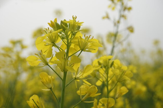 Field mustard in Bangladesh