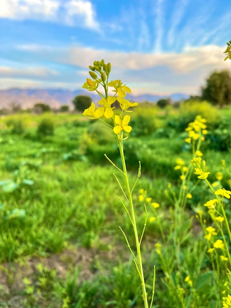 Photo a field of mustard flowers with the sky in the background