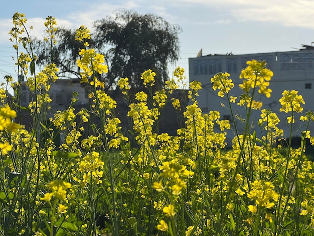 Photo a field of mustard plants in front of a building