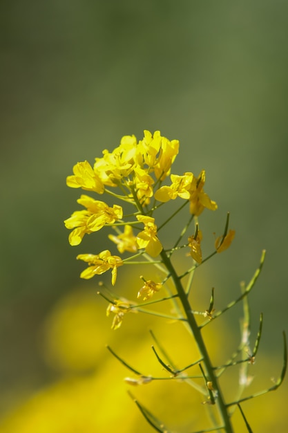 Field mustard