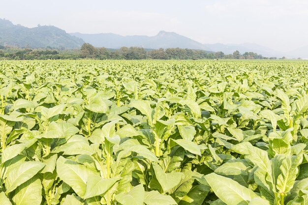 Photo field of nicotiana tabacum