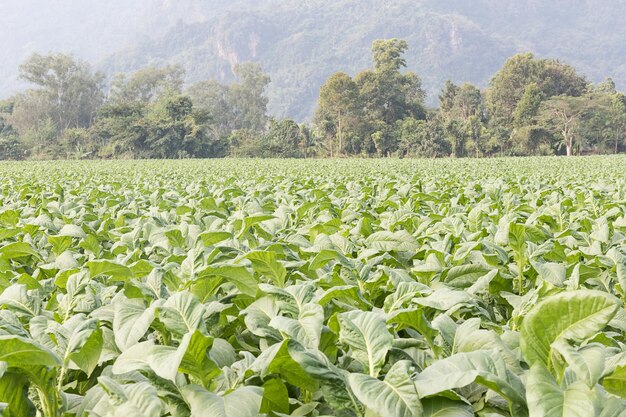 Photo field of nicotiana tabacum