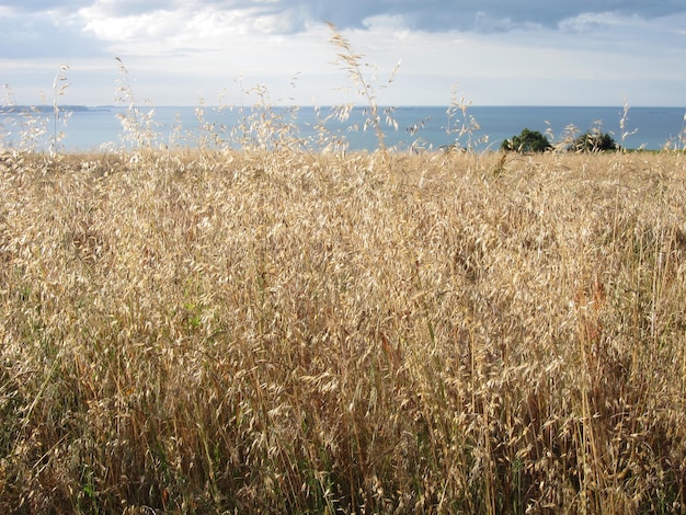 Un campo di avena