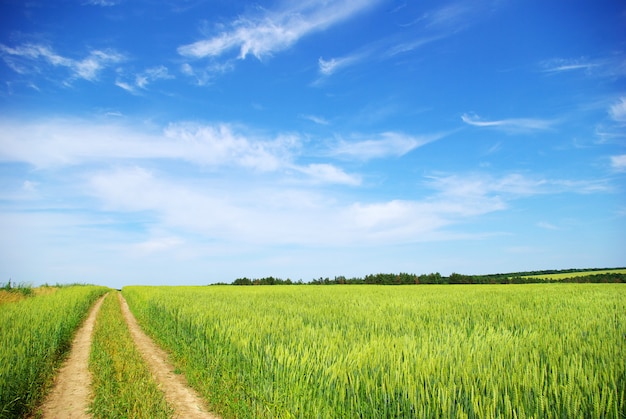 field and oath on sunny day