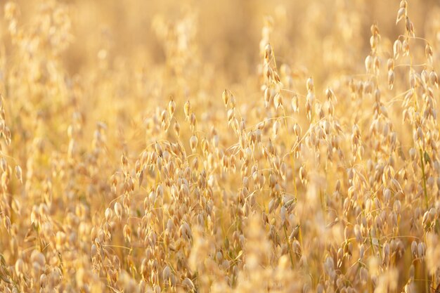 Photo field of oats ripening ears of oats in a field crops field harvesting period