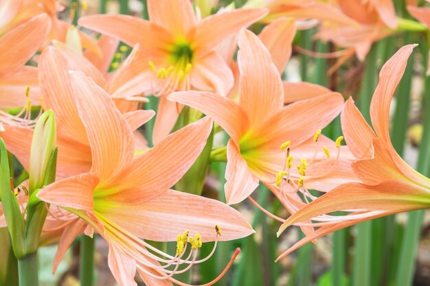 写真 アマリリスの花のフィールド