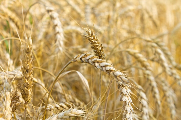 写真 大麦のクローズ アップの麦粒黄金の耳のフィールド 小麦 農業生産の概念