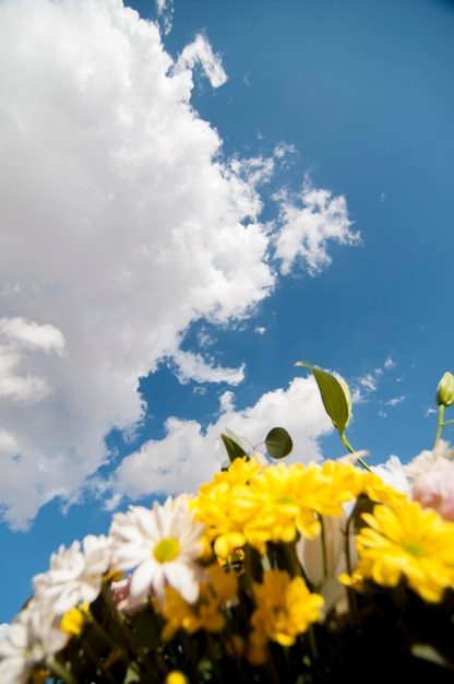 写真 曇り空の背景と春の花のフィールド