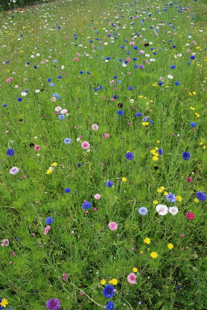 写真 花畑