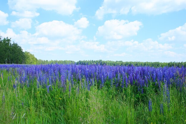 写真 青い空の下のルピナスの花のフィールド