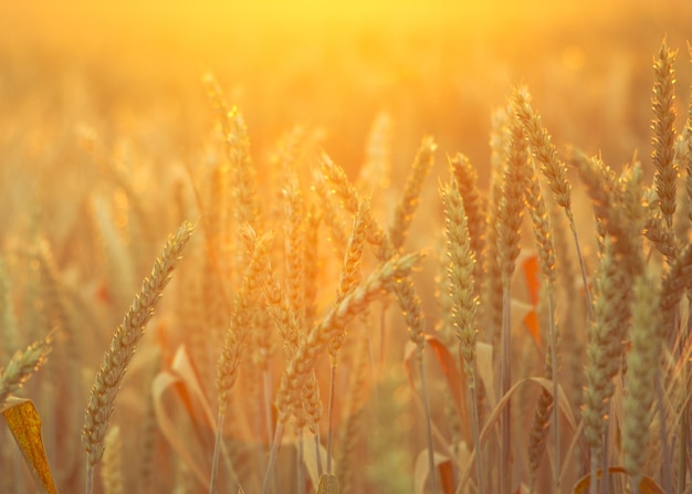 Поле спелой пшеницы на красочном закате. сельский пейзаж. задний план