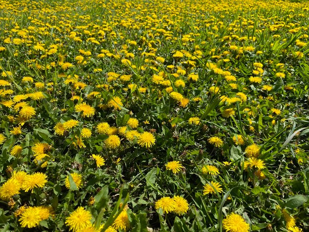 写真 春の花畑 黄色のタンポポの春のデイジーの花がたくさんある牧草地